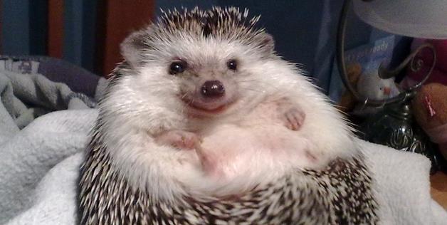 smiling-hedgehog.jpg